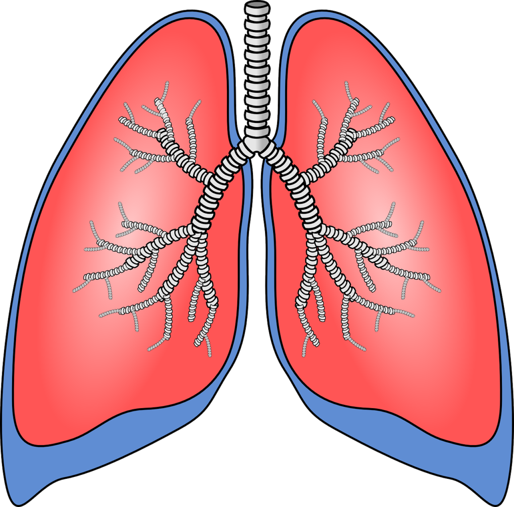 lungs, organ, anatomy-154282.jpg