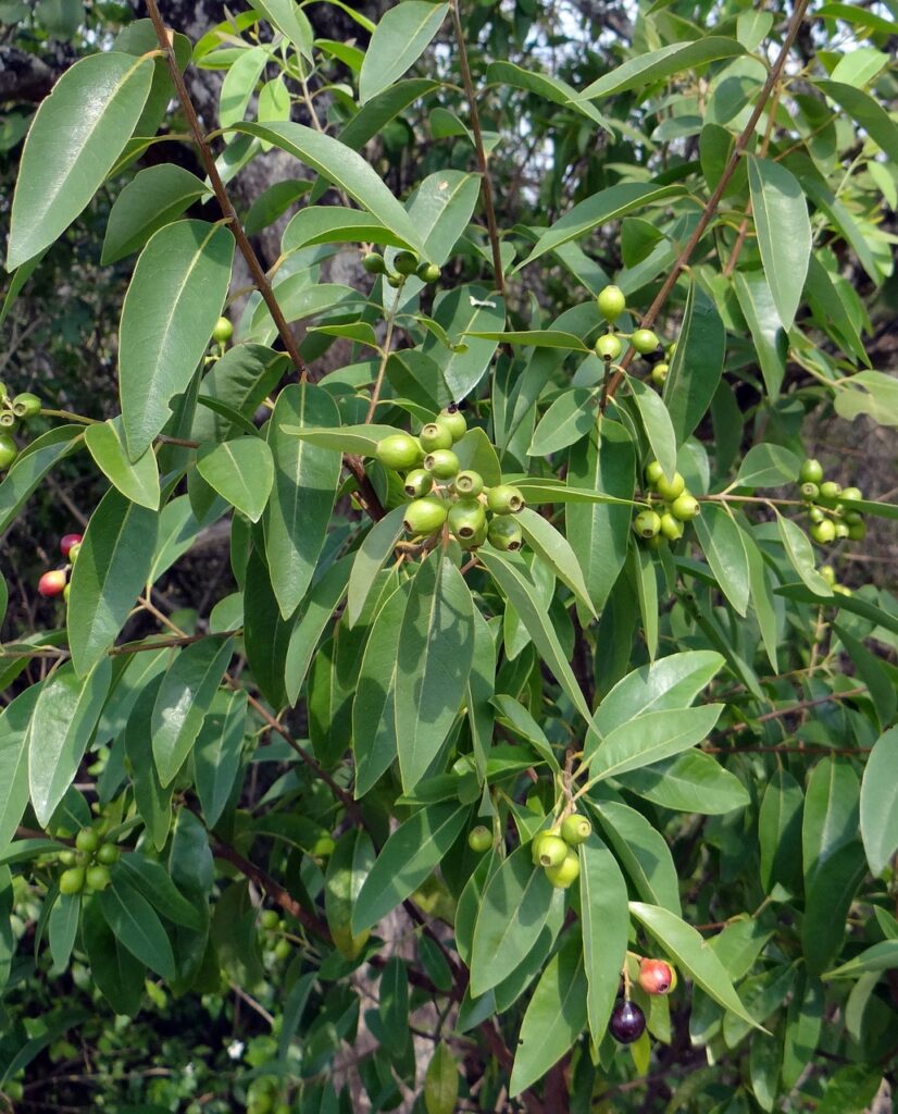 indian sandalwood, santalum album, berries-332884.jpg