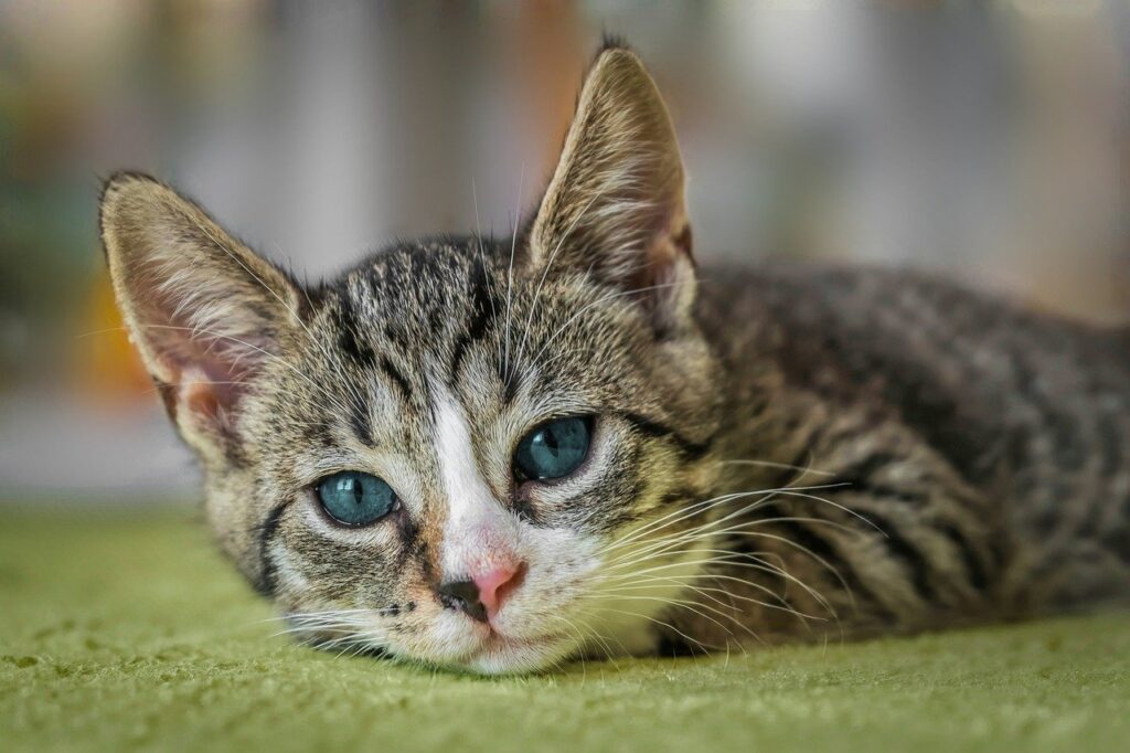 european shorthair, cat, animal-8601492.jpg