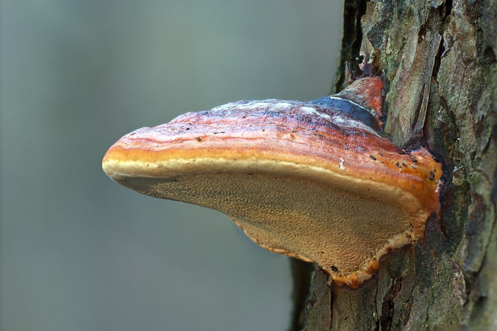 mushroom, reishi, tree mushroom-6883872.jpg